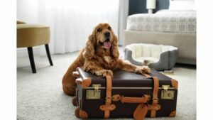 Pet-Friendly Hotels